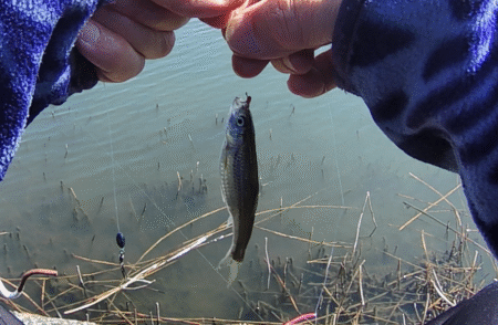 今が最盛期?伊庭内湖でホンモロコ釣り